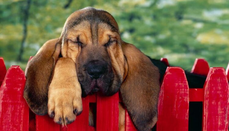 سری سی و سوم والپیپر های متنوع با کیفیت   Wallpapers