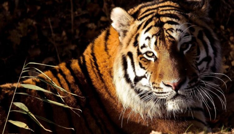 سری سی و سوم والپیپر های متنوع با کیفیت   Wallpapers