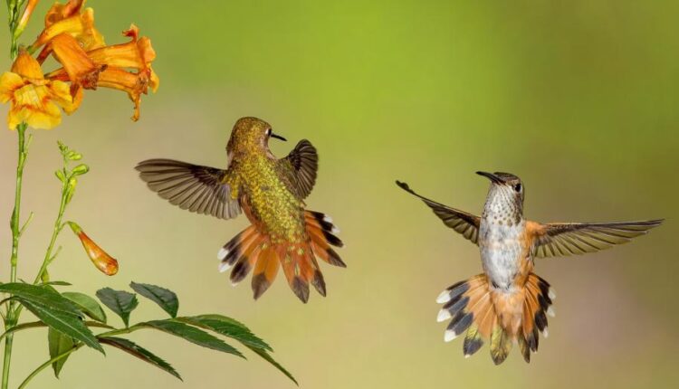 سری بیست و هفتم پس زمینه های متنوع با کیفیت   Wallpapers