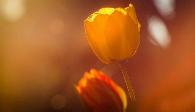 سری بیست و هفتم پس زمینه های متنوع با کیفیت   Wallpapers