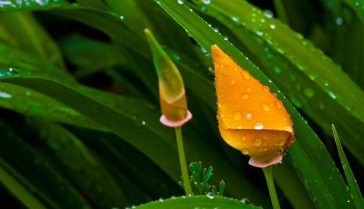 سری بیست و هفتم پس زمینه های متنوع با کیفیت   Wallpapers