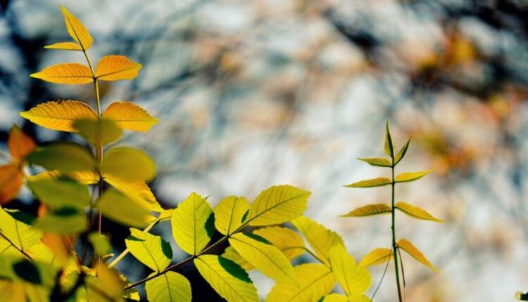 سری بیست و هفتم پس زمینه های متنوع با کیفیت   Wallpapers