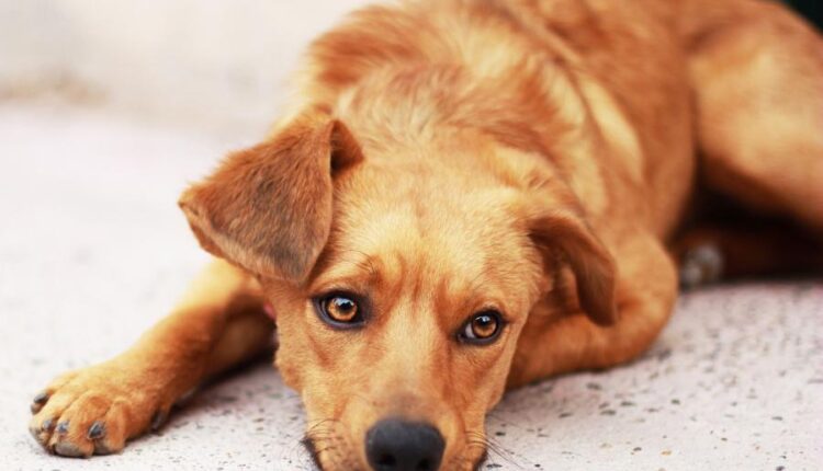 سری بیست و هفتم پس زمینه های متنوع با کیفیت   Wallpapers