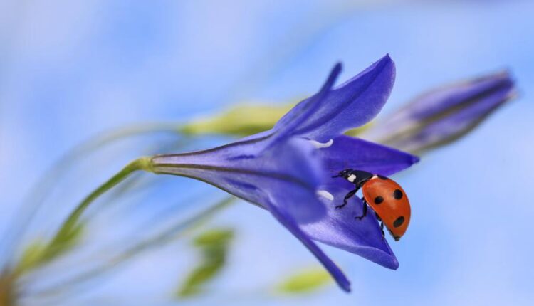 بک گراند دخترونه گوشی