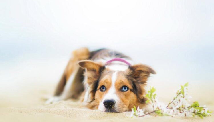 بک گراند دخترونه گوشی