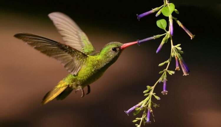 بک گراند طبیعت