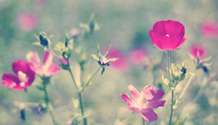 سری سی و چهارم والپیپر های متنوع و با کیفیت   Wallpapers