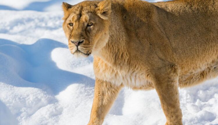 سری سی و چهارم والپیپر های متنوع و با کیفیت   Wallpapers