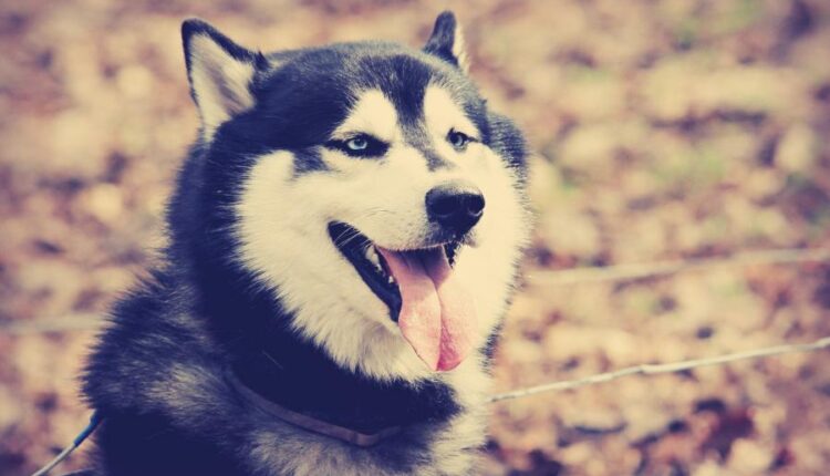 سری سی و چهارم والپیپر های متنوع و با کیفیت   Wallpapers