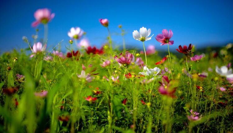 سری سی و چهارم والپیپر های متنوع و با کیفیت   Wallpapers