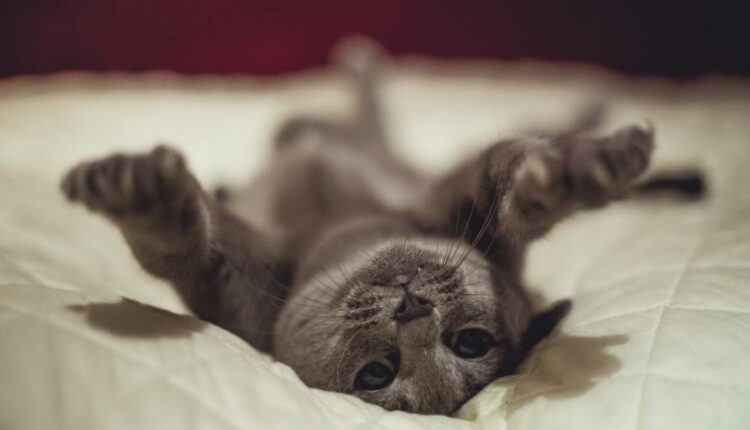 سری سی و چهارم والپیپر های متنوع و با کیفیت   Wallpapers