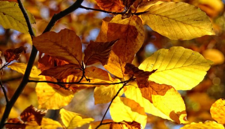 سری سی و چهارم والپیپر های متنوع و با کیفیت   Wallpapers