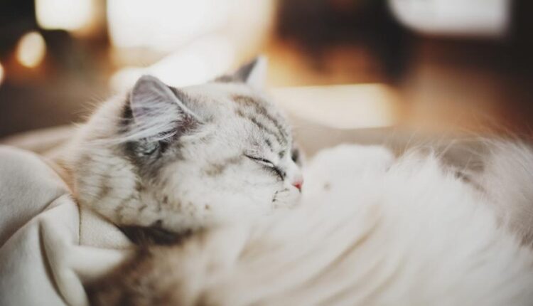 سری سی و چهارم والپیپر های متنوع و با کیفیت   Wallpapers