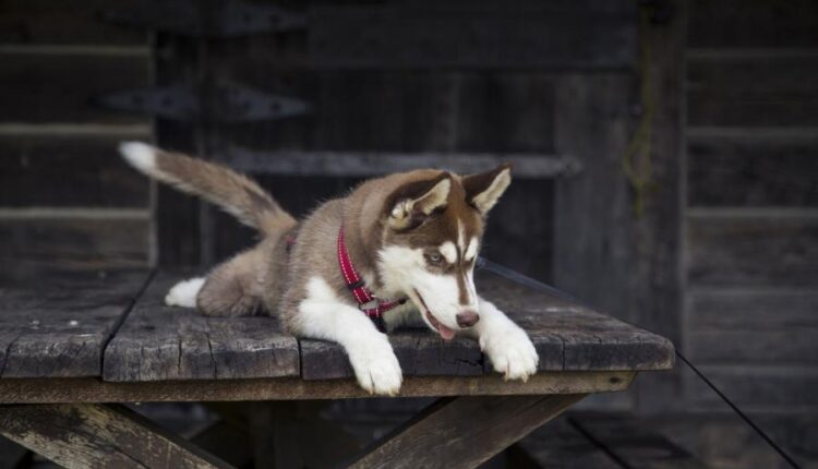 سری سی و چهارم والپیپر های متنوع و با کیفیت   Wallpapers