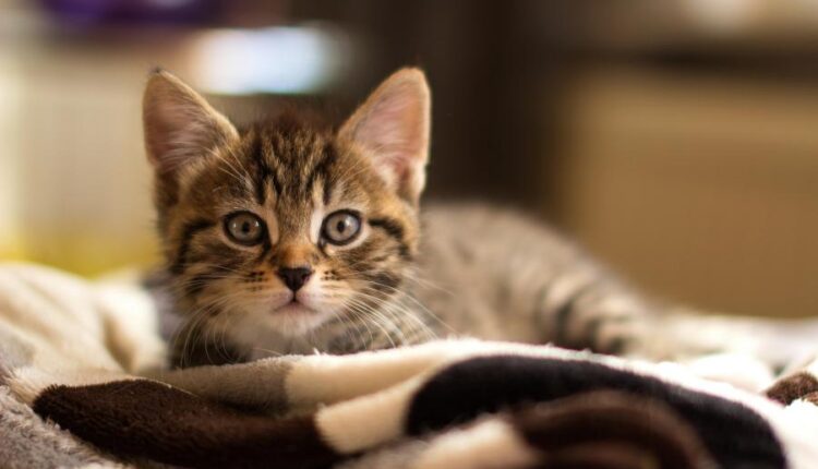 سری سی و چهارم والپیپر های متنوع و با کیفیت   Wallpapers