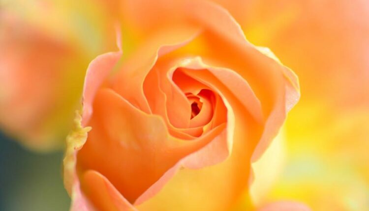 سری سی و چهارم والپیپر های متنوع و با کیفیت   Wallpapers