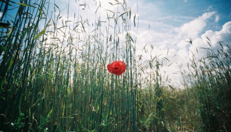 سری سی و چهارم والپیپر های متنوع و با کیفیت   Wallpapers