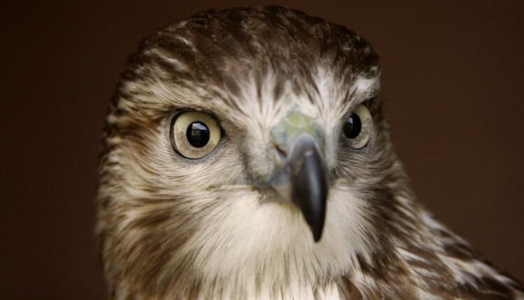 سری سی و چهارم والپیپر های متنوع و با کیفیت   Wallpapers