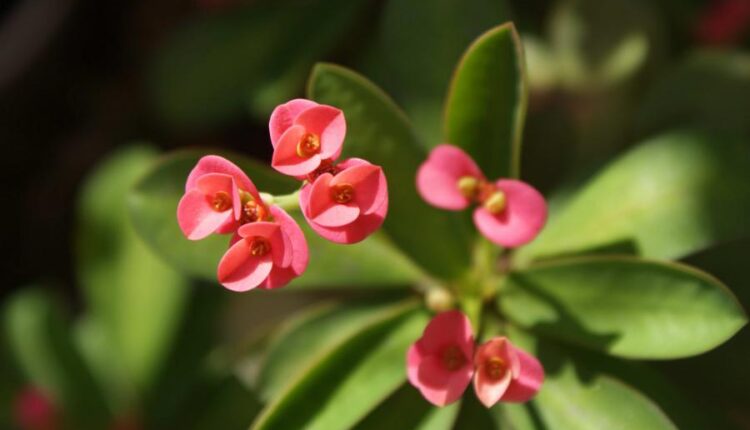 سری سی و چهارم والپیپر های متنوع و با کیفیت   Wallpapers