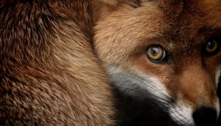 سری سی و چهارم والپیپر های متنوع و با کیفیت   Wallpapers