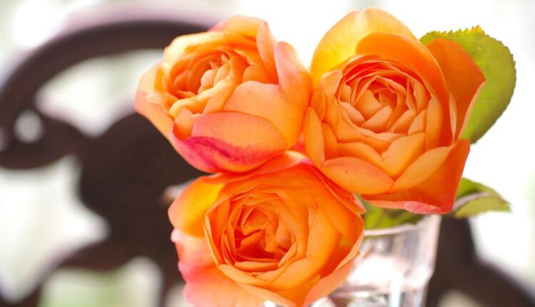 سری سی و چهارم والپیپر های متنوع و با کیفیت   Wallpapers