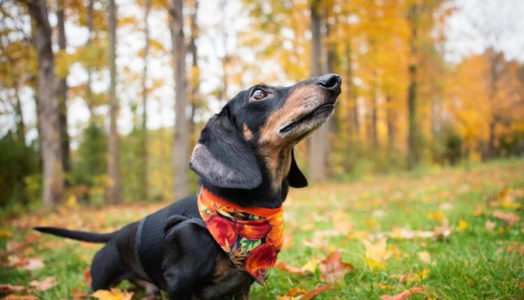 سری سی و چهارم والپیپر های متنوع و با کیفیت   Wallpapers