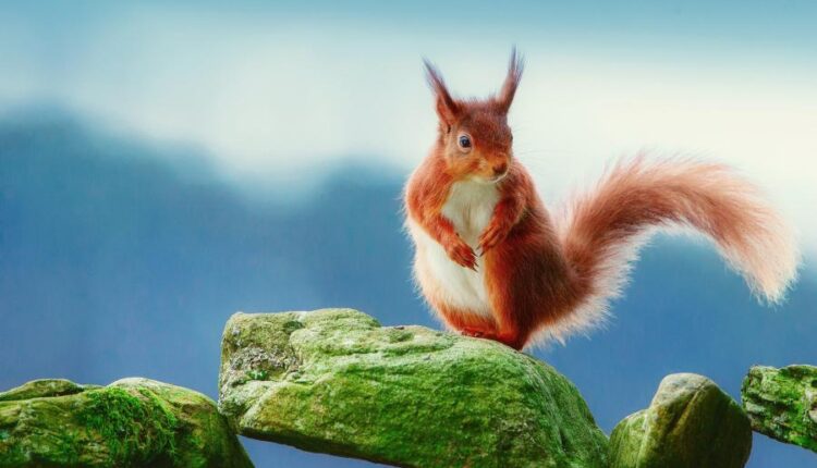 سری سی و چهارم والپیپر های متنوع و با کیفیت   Wallpapers