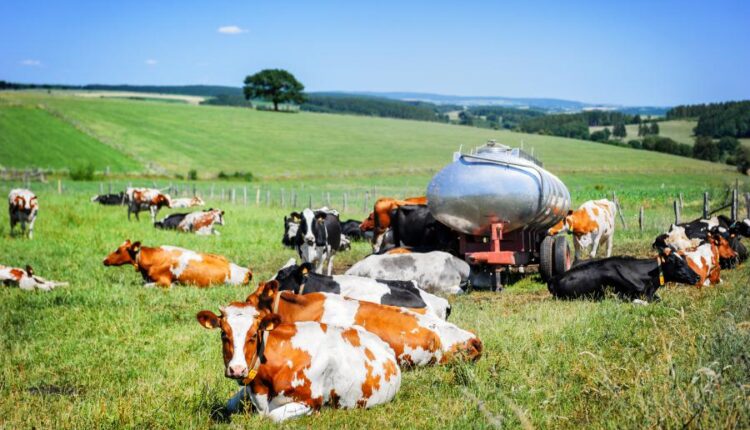تصاویر استوک گاو در مزرعه   Agricultural collage with cows