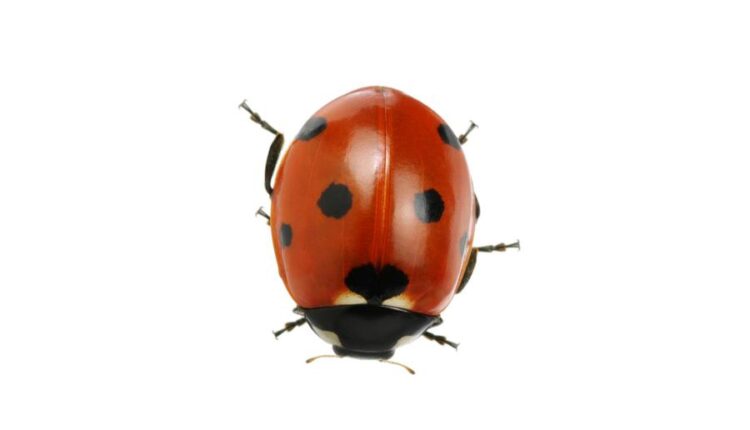 عکس استوک کفشدوزک   Ladybugs Isolated