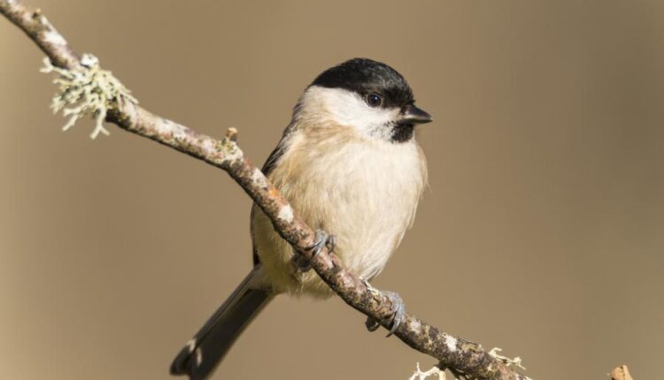 عکس استوک انواع پرنده ها   Birds in the wild