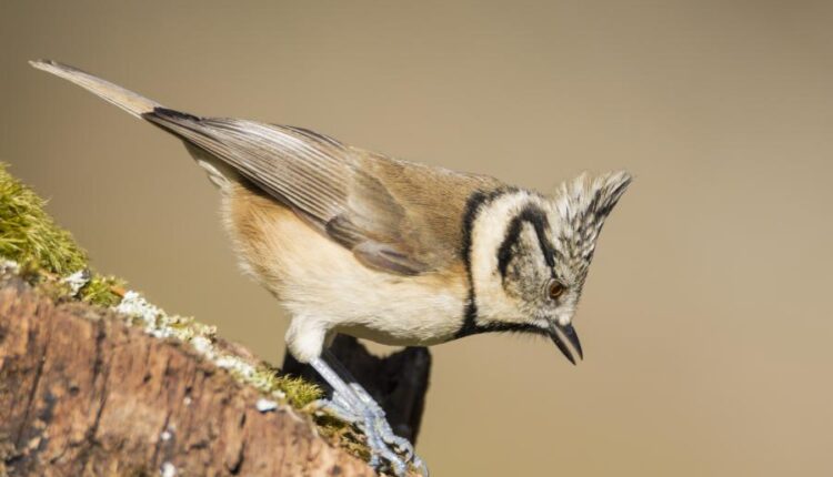 عکس استوک انواع پرنده ها   Birds in the wild