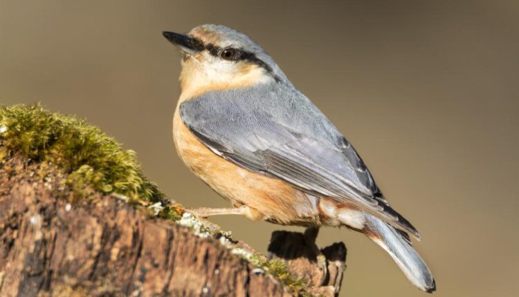 عکس استوک انواع پرنده ها   Birds in the wild