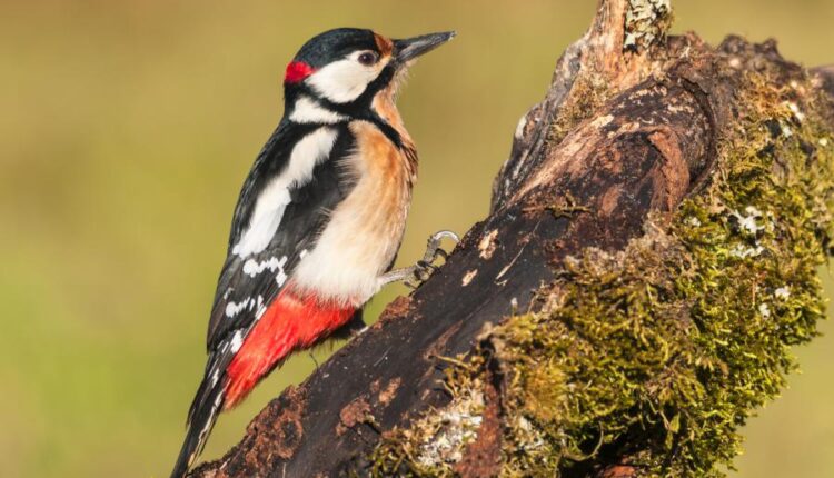 عکس استوک انواع پرنده ها   Birds in the wild