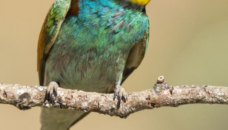 عکس استوک انواع پرنده ها   Birds in the wild