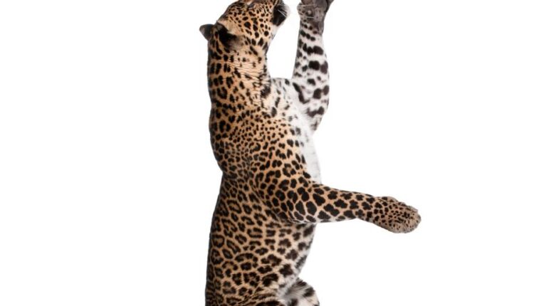 عکس استوک پلنگ در حالت های مختلف   Leopard Isolated