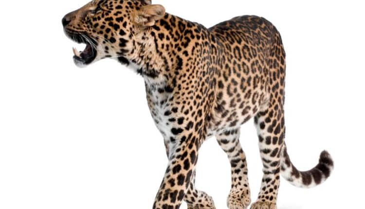 عکس استوک پلنگ در حالت های مختلف   Leopard Isolated