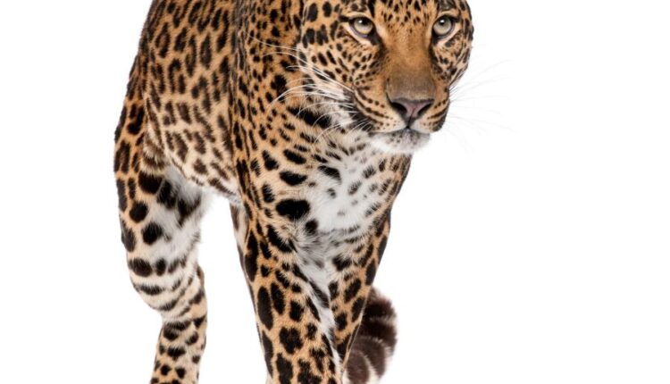 عکس استوک پلنگ در حالت های مختلف   Leopard Isolated