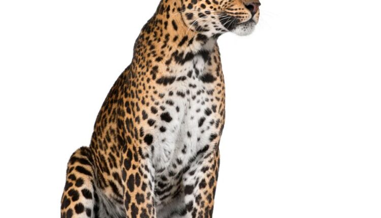 عکس استوک پلنگ در حالت های مختلف   Leopard Isolated
