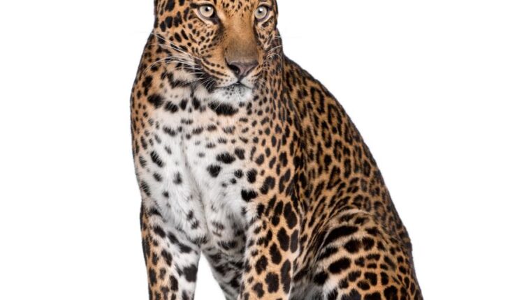 عکس استوک پلنگ در حالت های مختلف   Leopard Isolated