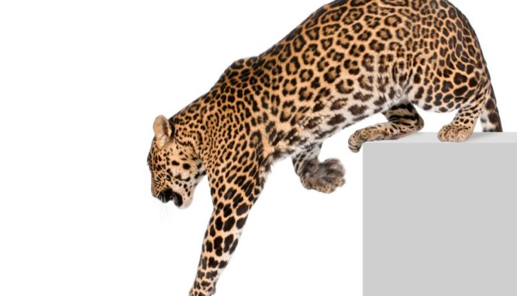 عکس استوک پلنگ در حالت های مختلف   Leopard Isolated