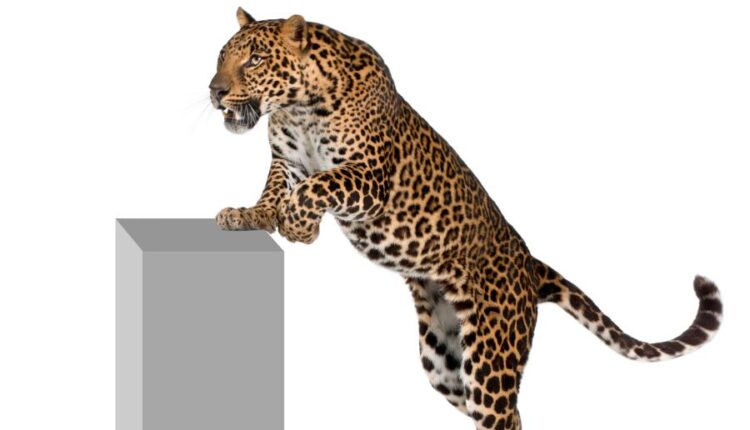 عکس استوک پلنگ در حالت های مختلف   Leopard Isolated