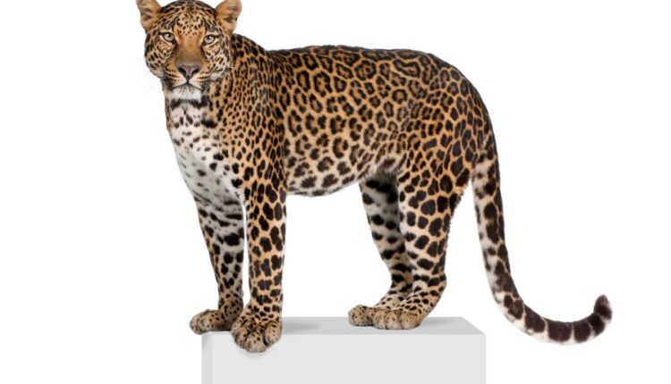 عکس استوک پلنگ در حالت های مختلف   Leopard Isolated