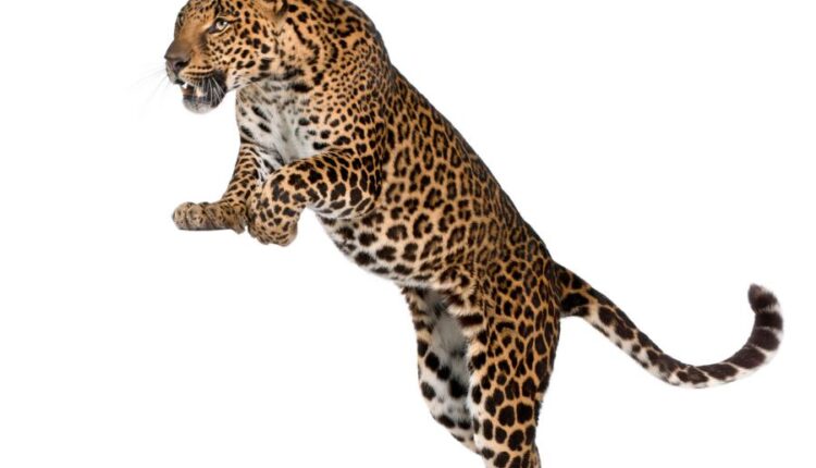 عکس استوک پلنگ در حالت های مختلف   Leopard Isolated