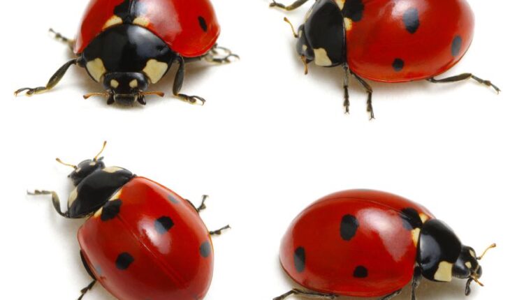 عکس استوک کفشدوزک   Ladybugs Isolated