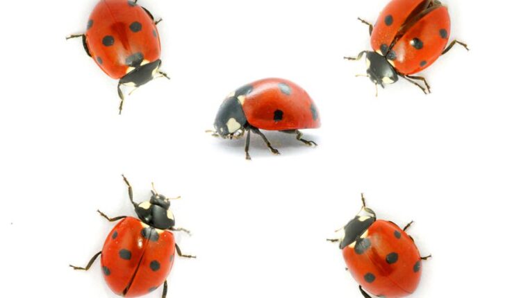 عکس استوک کفشدوزک   Ladybugs Isolated