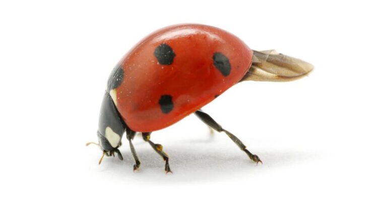 عکس استوک کفشدوزک   Ladybugs Isolated