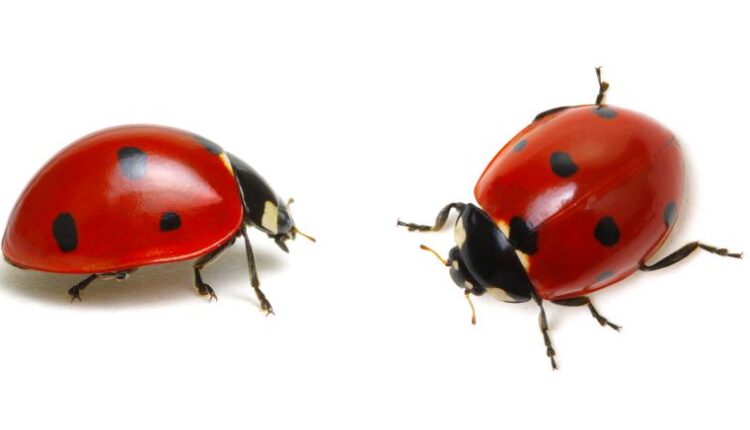 عکس استوک کفشدوزک   Ladybugs Isolated