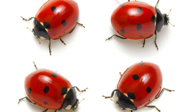 عکس استوک کفشدوزک   Ladybugs Isolated