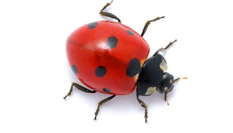 عکس استوک کفشدوزک   Ladybugs Isolated