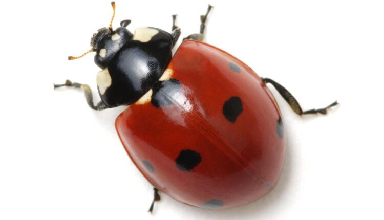 عکس استوک کفشدوزک   Ladybugs Isolated